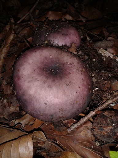 2015-09-22 17.41.12b.jpg