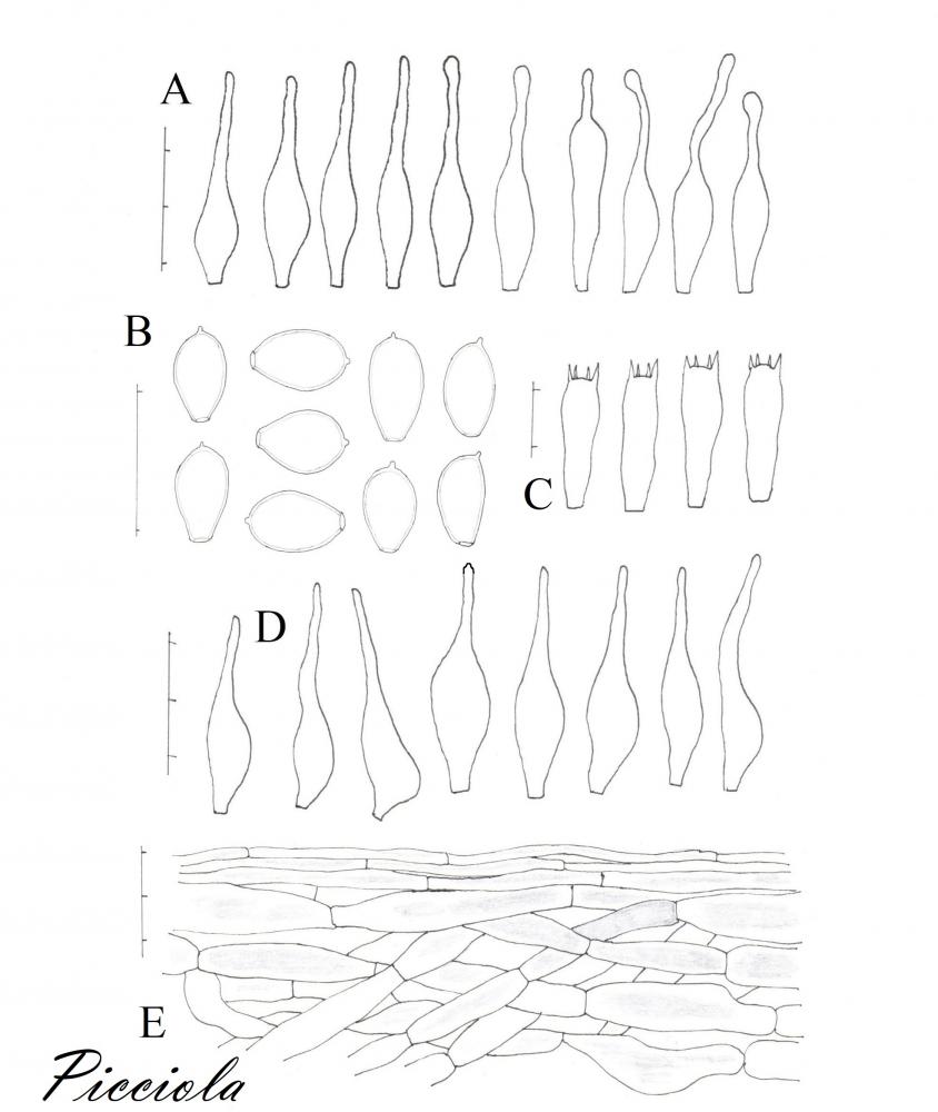 Tavola di microscopia - finale  .jpg