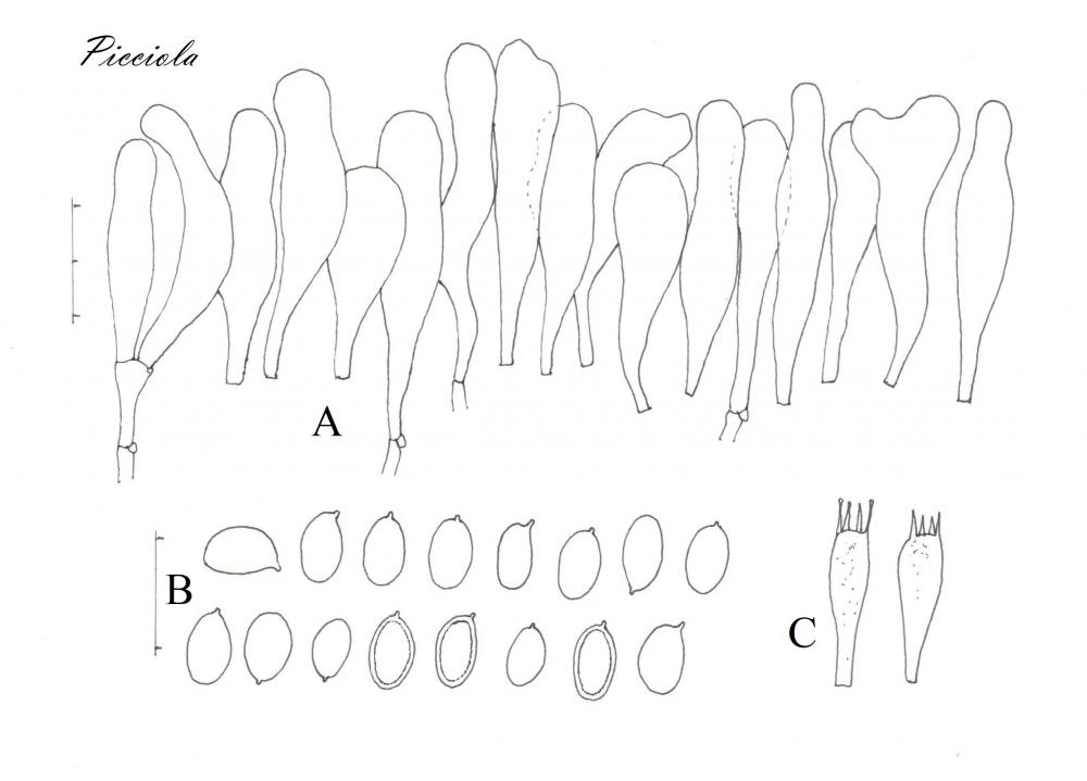 Tavola di microscopia  .jpg