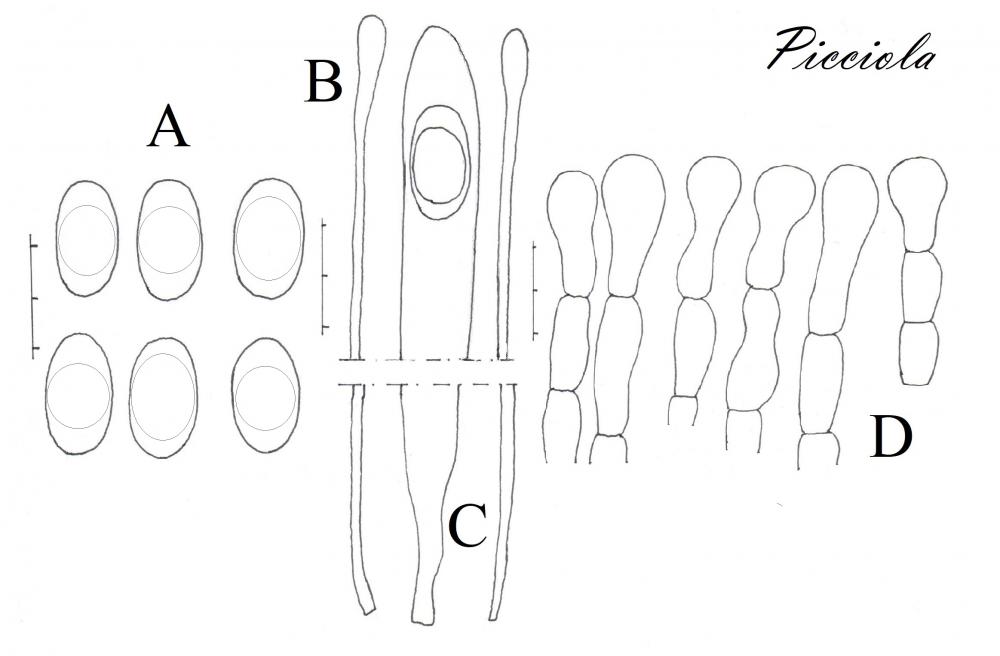 Tavola di microscopia .jpg