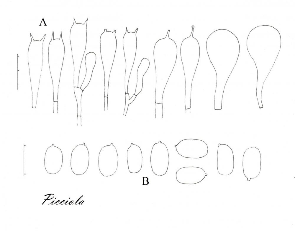 Tavola di microscopia .jpg