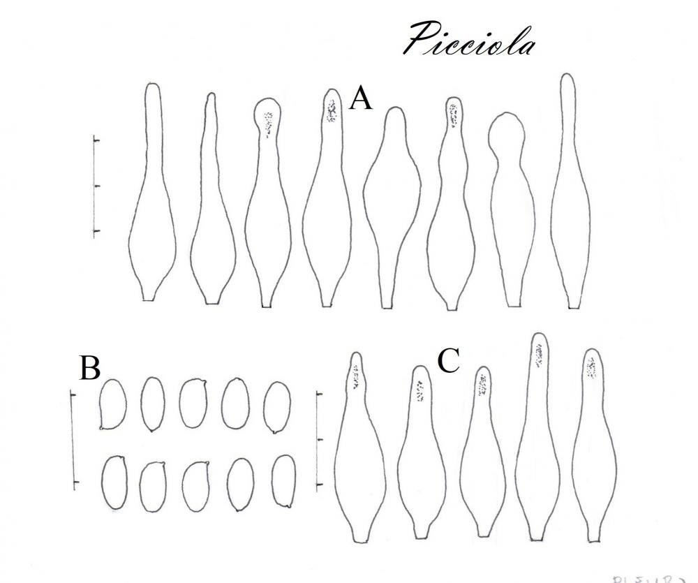 Tavola di microscopia .jpg