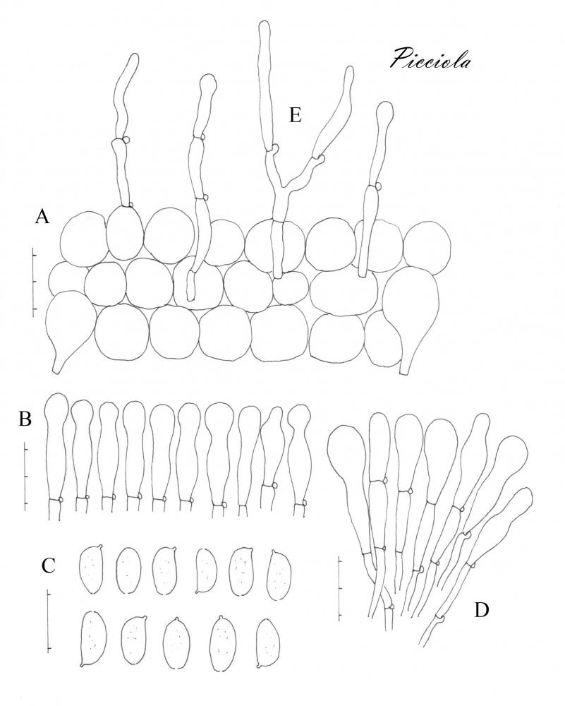 Tavola di microscopia  .jpg