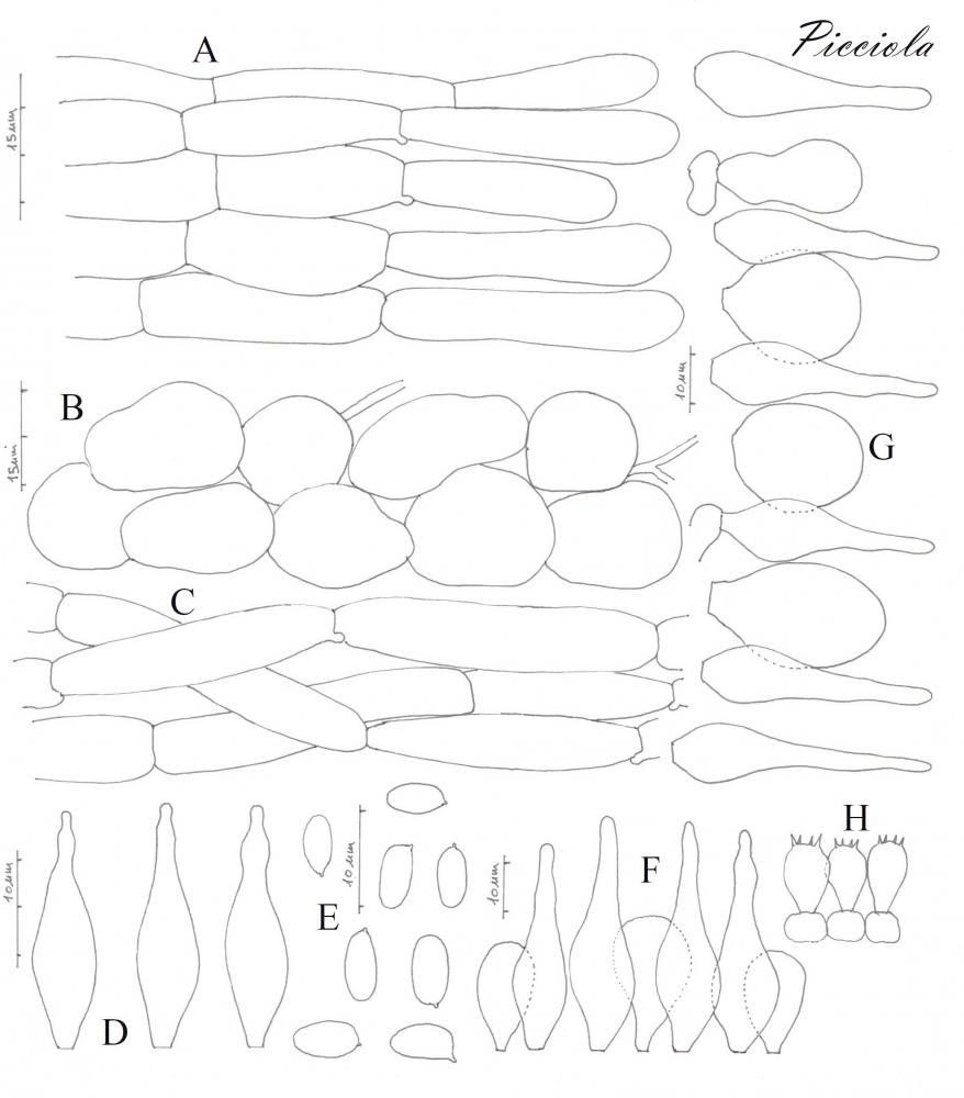 Tavola di microscopia  .jpg