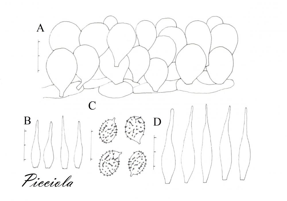 Tavola di microscopia  .jpg