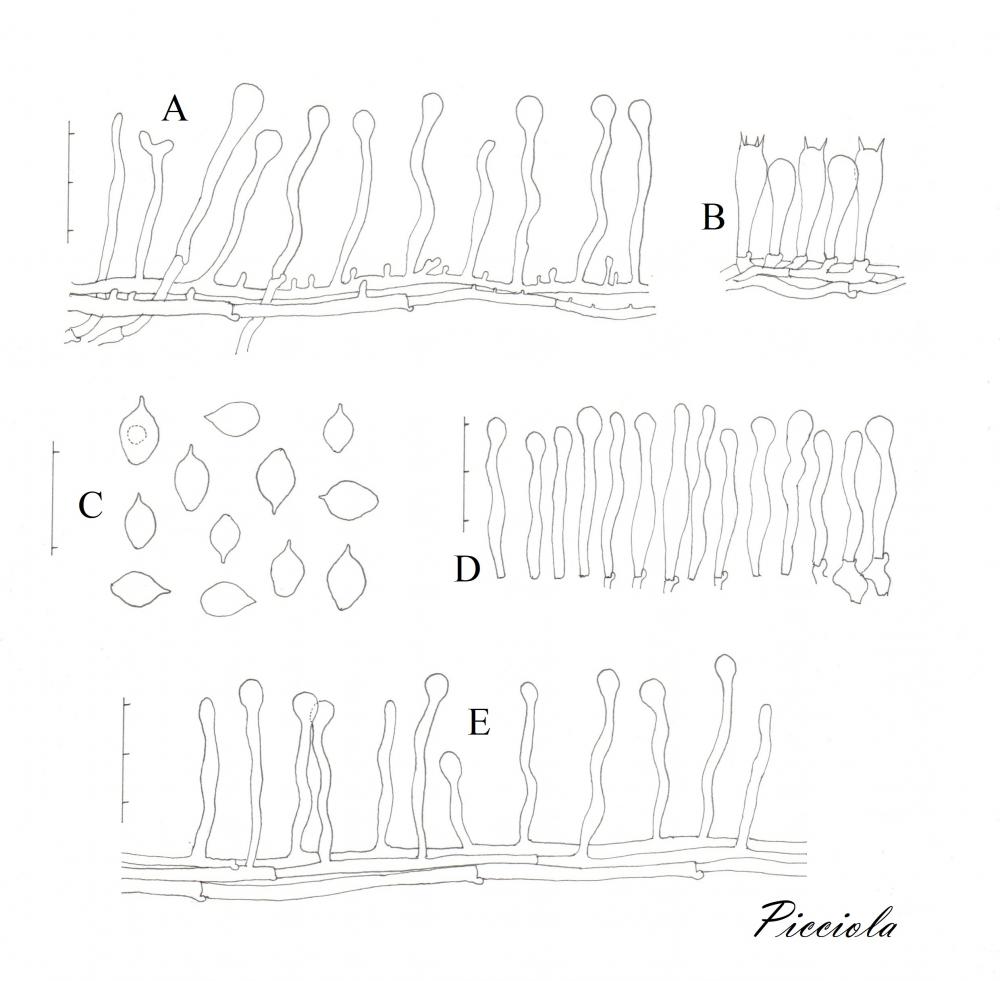 Tavola di microscopia -     FINALE .jpg