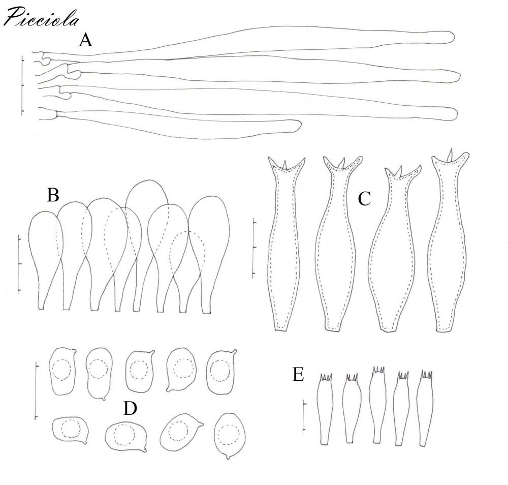 Tavola di microscopia 2  .jpg