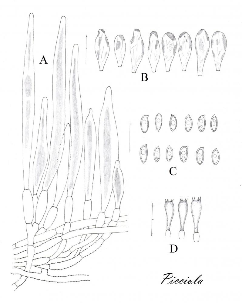Tavola di microscopia .jpg
