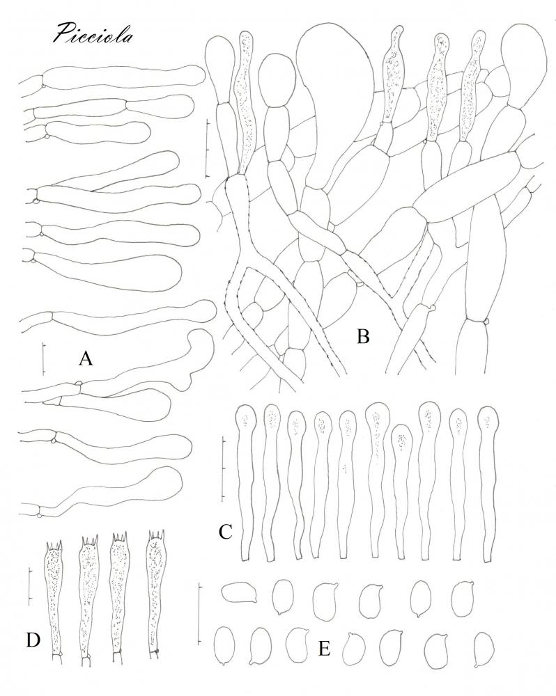 Tavola di microscopia .jpg