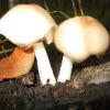 Clitocybe cerussata? - ultimo messaggio di kan tarello 